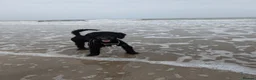 Cockapoo dogs for sale: Ted – Looking for His Forever Home - Advert 5