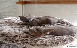 Brazilian Shorthair cats for sale: Beautiful blues Bristh short hair - Image 26