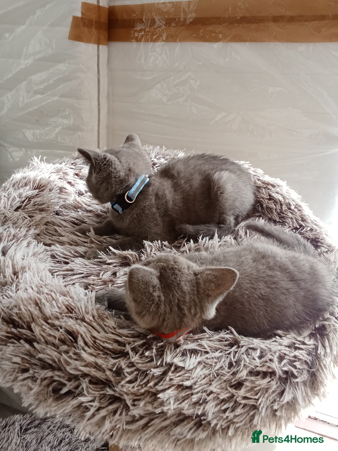 Brazilian Shorthair cats for sale: Beautiful blues Bristh short hair - Image 26