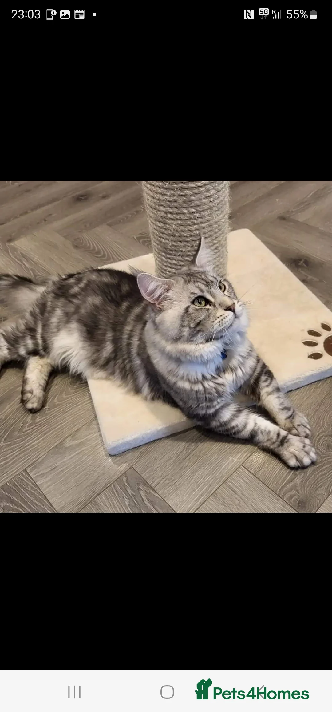 Maine Coon cats for stud: 2 XL Proven Studs 1 of them is a Tica Champion   in Royston - Advert 8