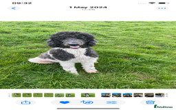 Standard Poodle dogs for sale: Two standard poodles for sale - Advert 4