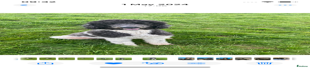 Standard Poodle Puppy 2