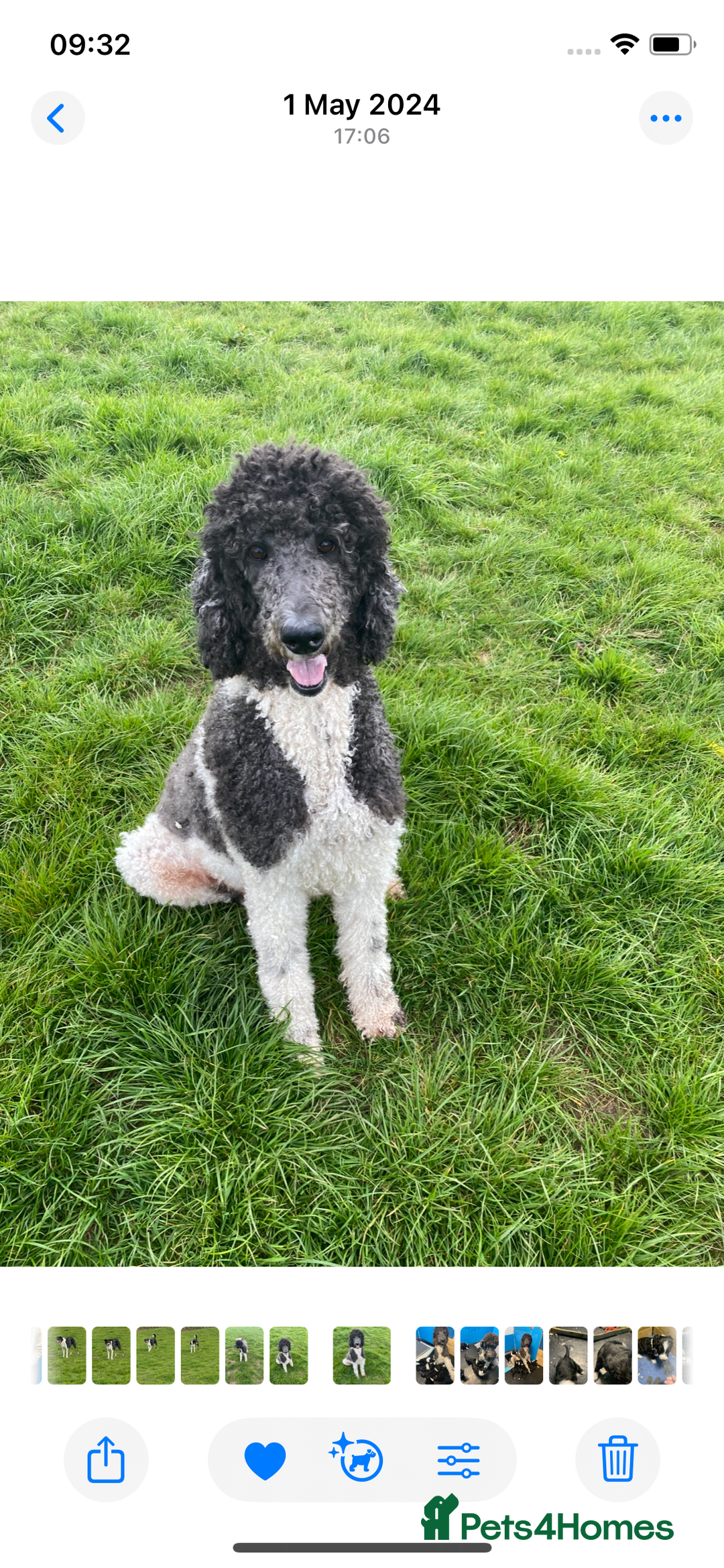 Standard Poodle dogs for sale: Two standard poodles for sale - Advert 4