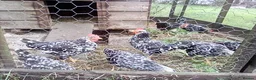 Hens poultry for sale:  Ancona pullets  - Advert 2