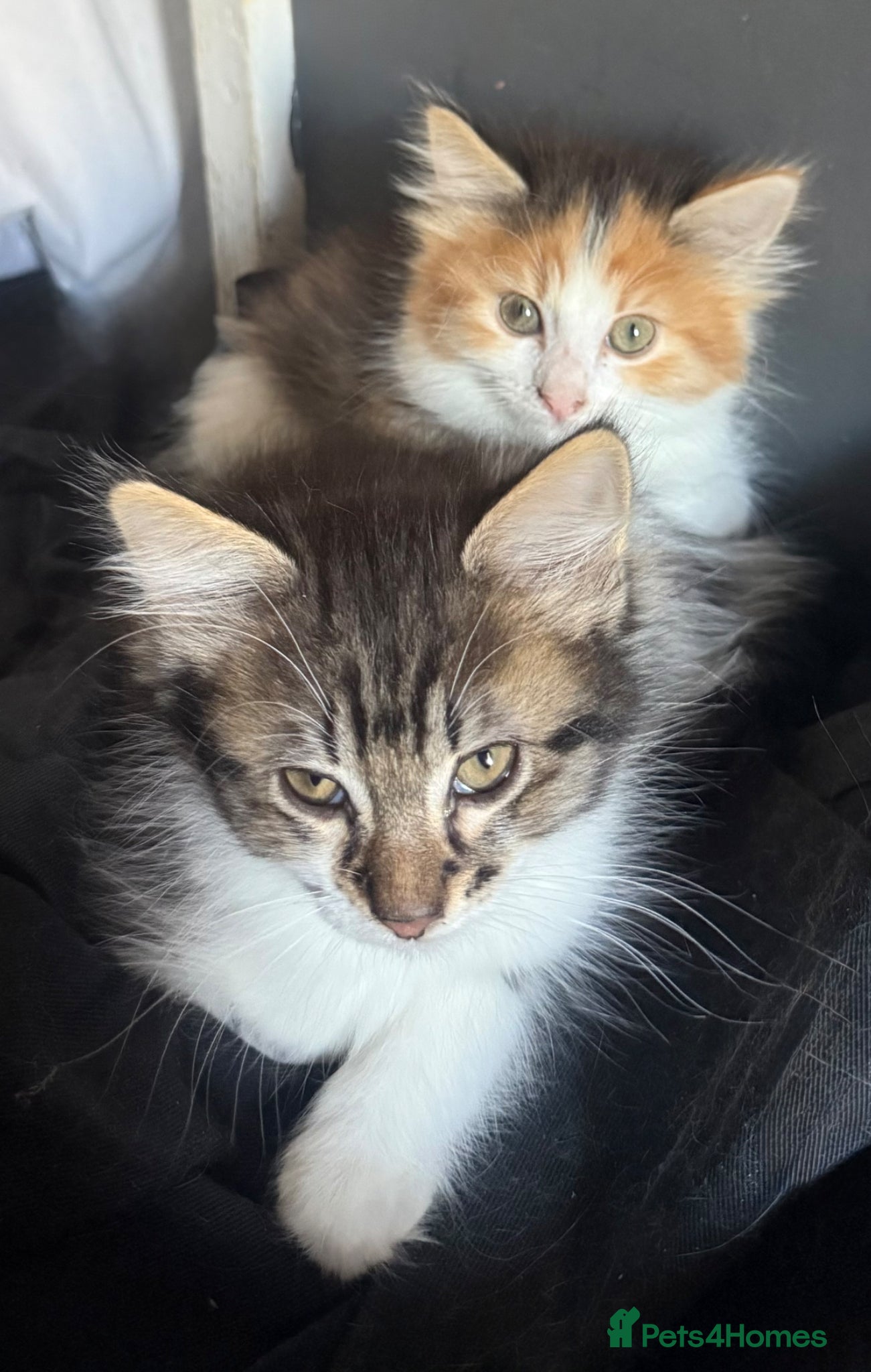 British Longhair cats for sale: adorable British longhair/domestic longhair kitten - Advert 7