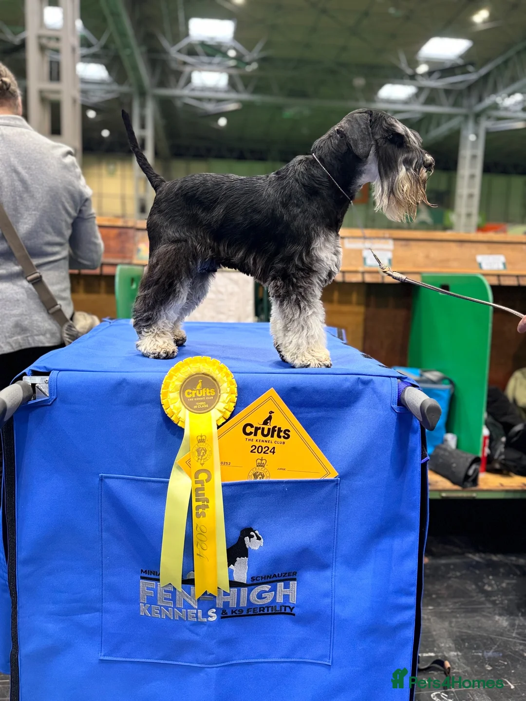 Miniature Schnauzer dogs for stud: 🏆 Crufts Placed, Stud Book Number, DNA Clear  in Cambridge - Advert 1