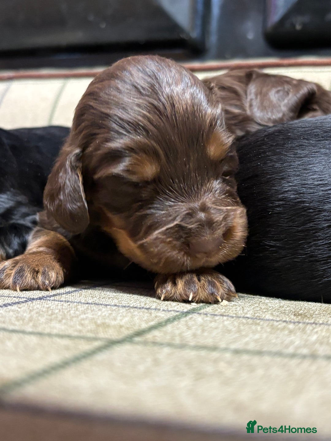 Cocker Spaniel dogs for sale: Gorgeous Cocker Spaniel Puppies  - Advert 5