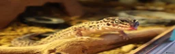 Leopard Gecko reptiles for sale: Jackie the leopard gecko !  in Portsmouth - Advert 2