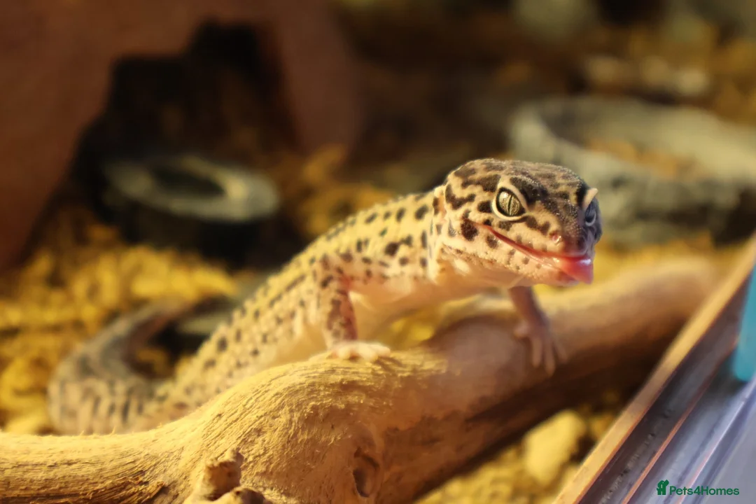 Leopard Gecko reptiles for sale: Jackie the leopard gecko !  in Portsmouth - Advert 2