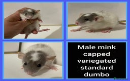 Rat rodents for sale: Adorable Dumbo Baby Rats ❤️ - Image 26