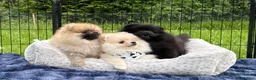 Pomeranian dogs for sale:  Rare colour Russian line Teddy Bear Pom Puppies ✨ - Advert 17