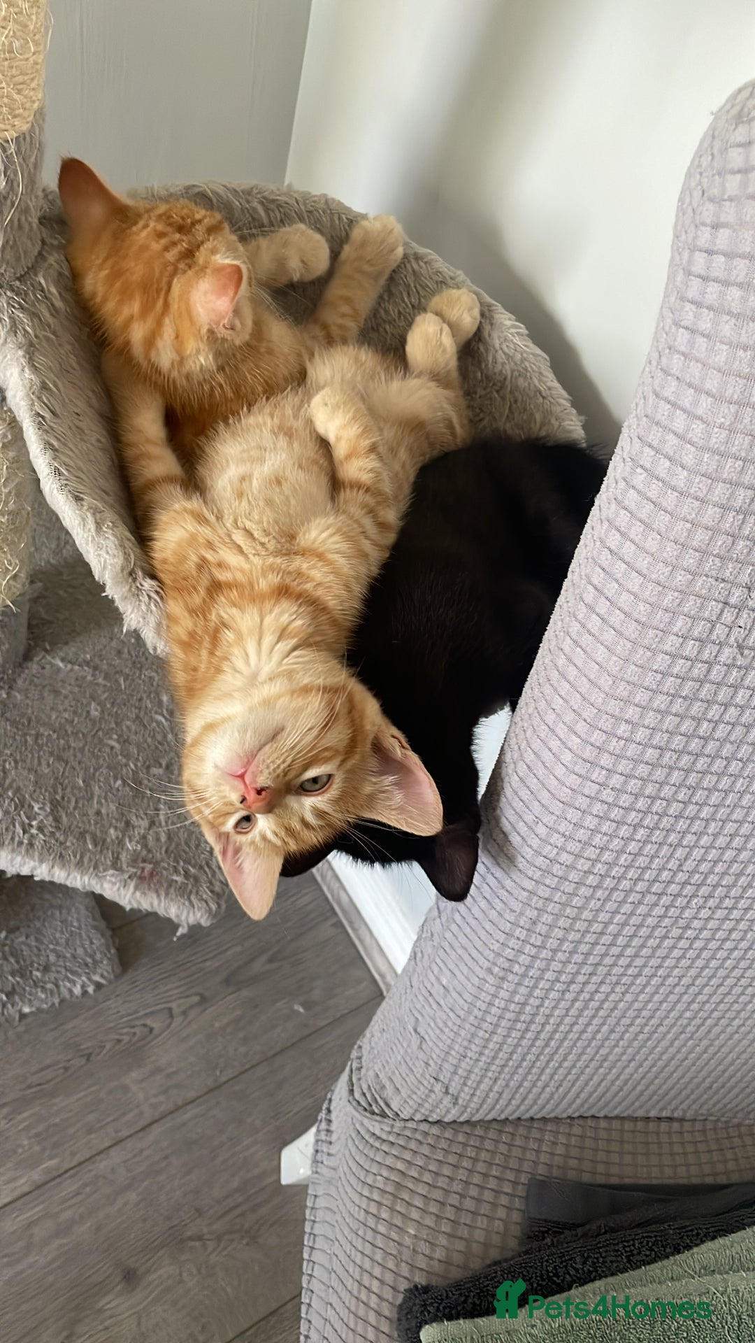 Mixed Breed cats for sale: 6 very friendly kittens  - Image 5