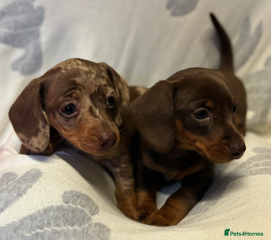 Dachshund dogs for sale: Two beautiful boys  - Advert 2