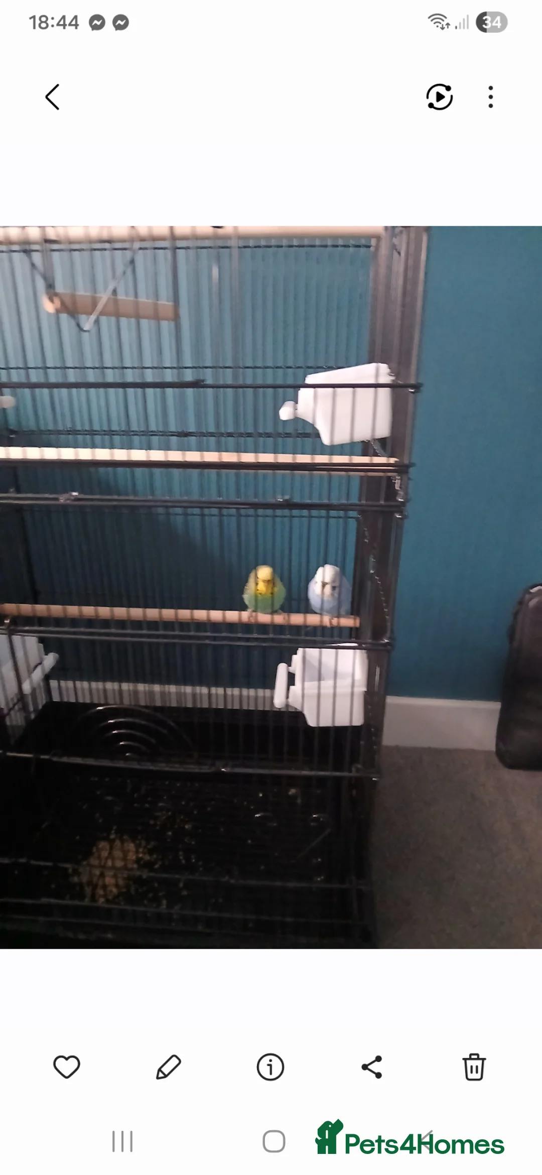Budgerigars birds for sale: Two bright and colourful budgies in Aberdeen - Advert 2