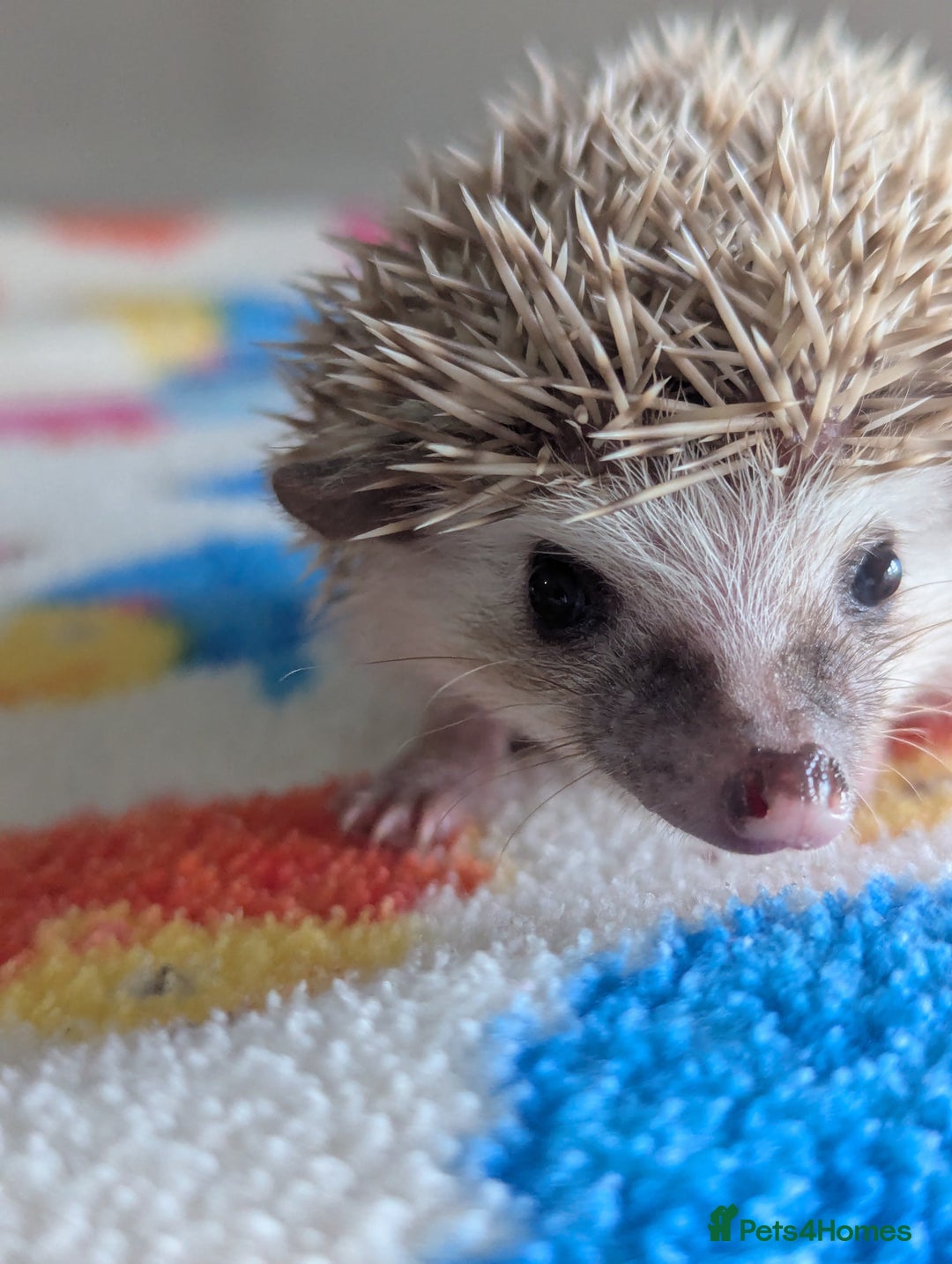 Pygmy Hedgehog rodents for sale: Beautiful Hoglets Ready to Reserve Now - Advert 13