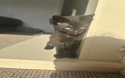 Maine Coon cats for sale: Kitten Maine Coons need rehoming asap in Port Talbot - Image 4