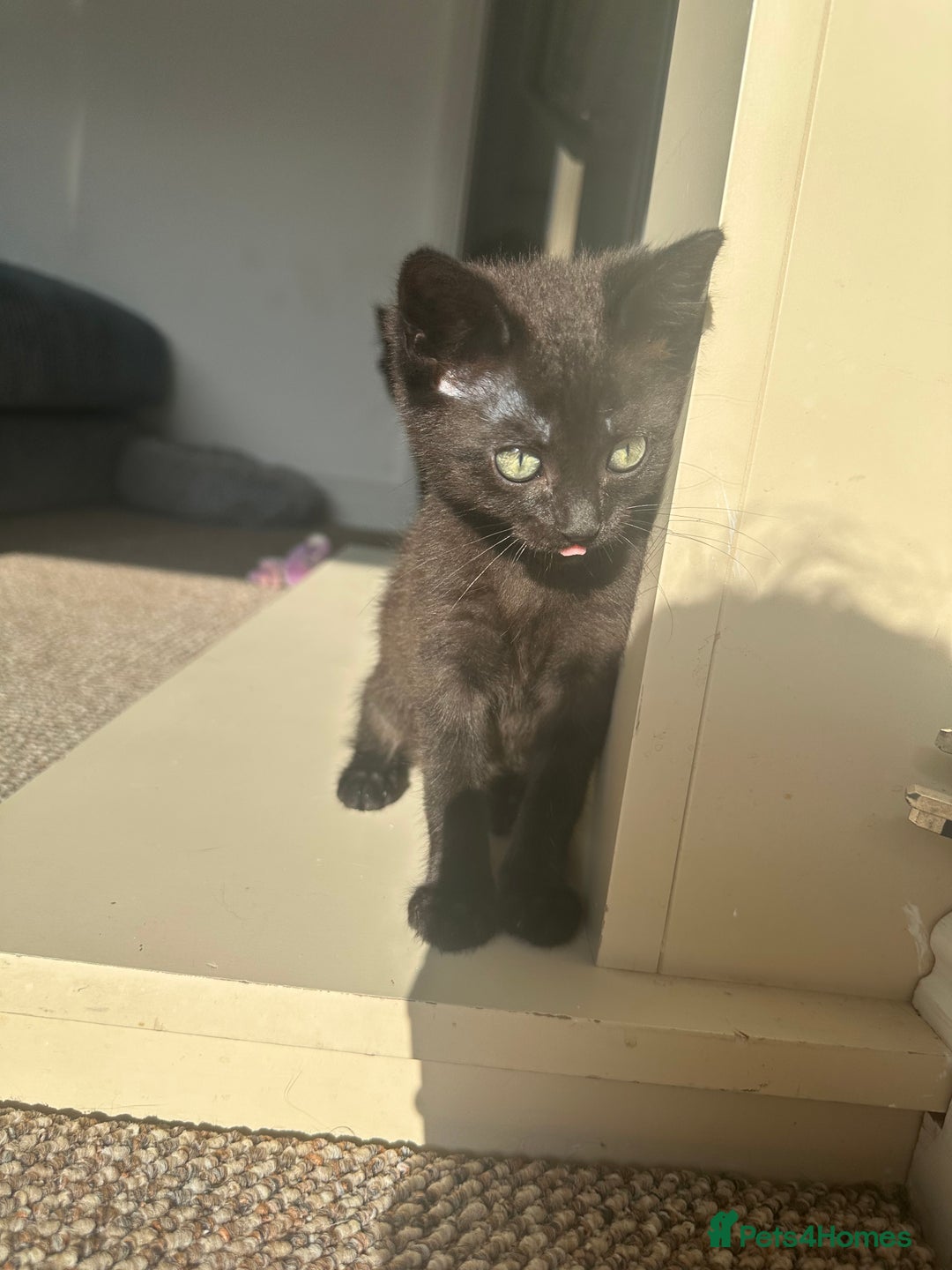 Maine Coon cats for sale: Kitten Maine Coons need rehoming asap in Port Talbot - Image 4