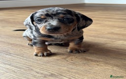 Miniature Dachshund dogs for sale: 5 lovely sausage pups - Image 7