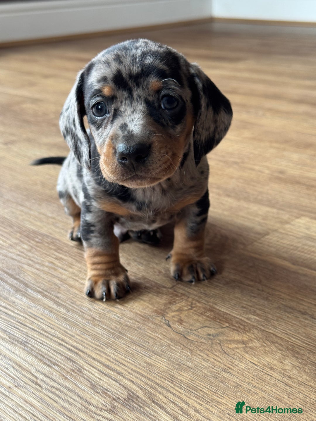Miniature Dachshund dogs for sale: 5 lovely sausage pups - Image 7