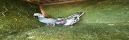 Pigeons birds for sale: Beautiful Vaccinated Pigeons – Quick Sale £20 - Advert 14