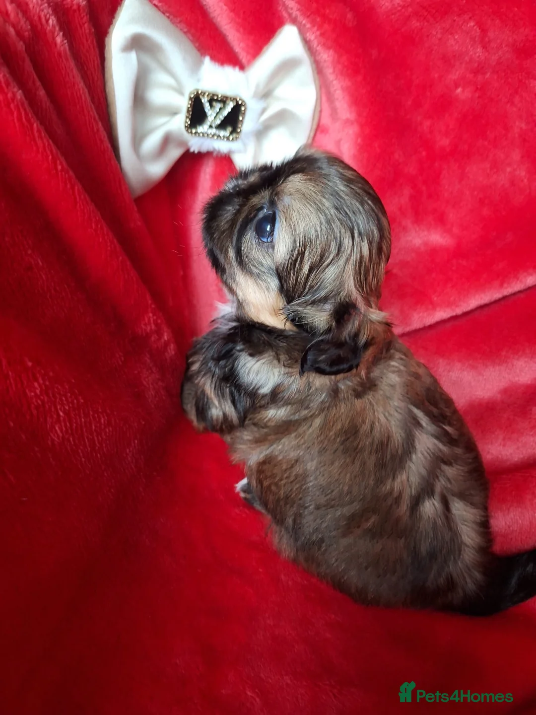 Shih Tzu dogs for sale: Beautiful Imperial Shih Tzus  - Advert 13