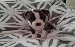 Staffordshire Bull Terrier dogs for sale: Staffordshire Puppies - Image 7