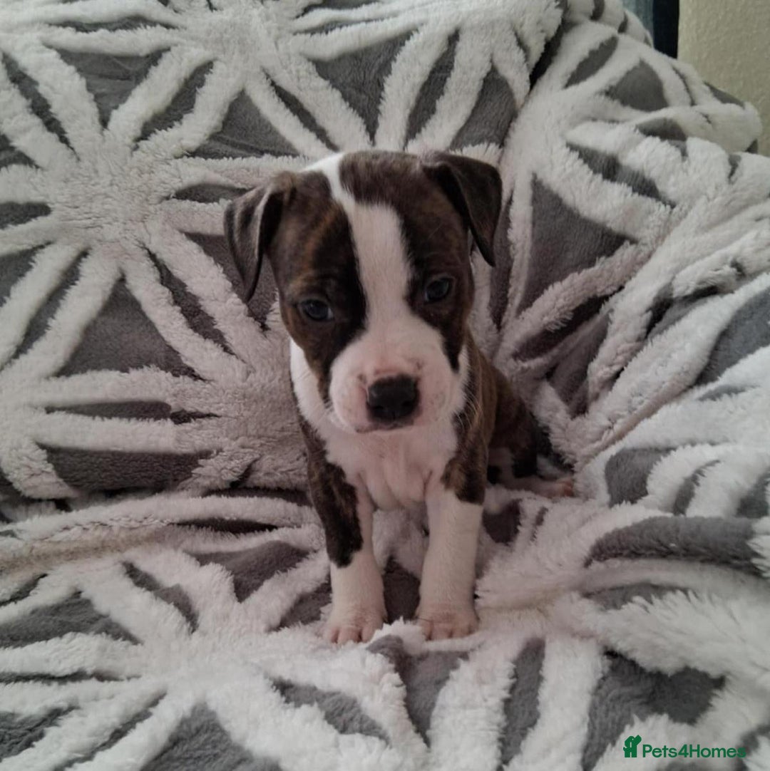 Staffordshire Bull Terrier dogs for sale: Staffordshire Puppies - Image 7