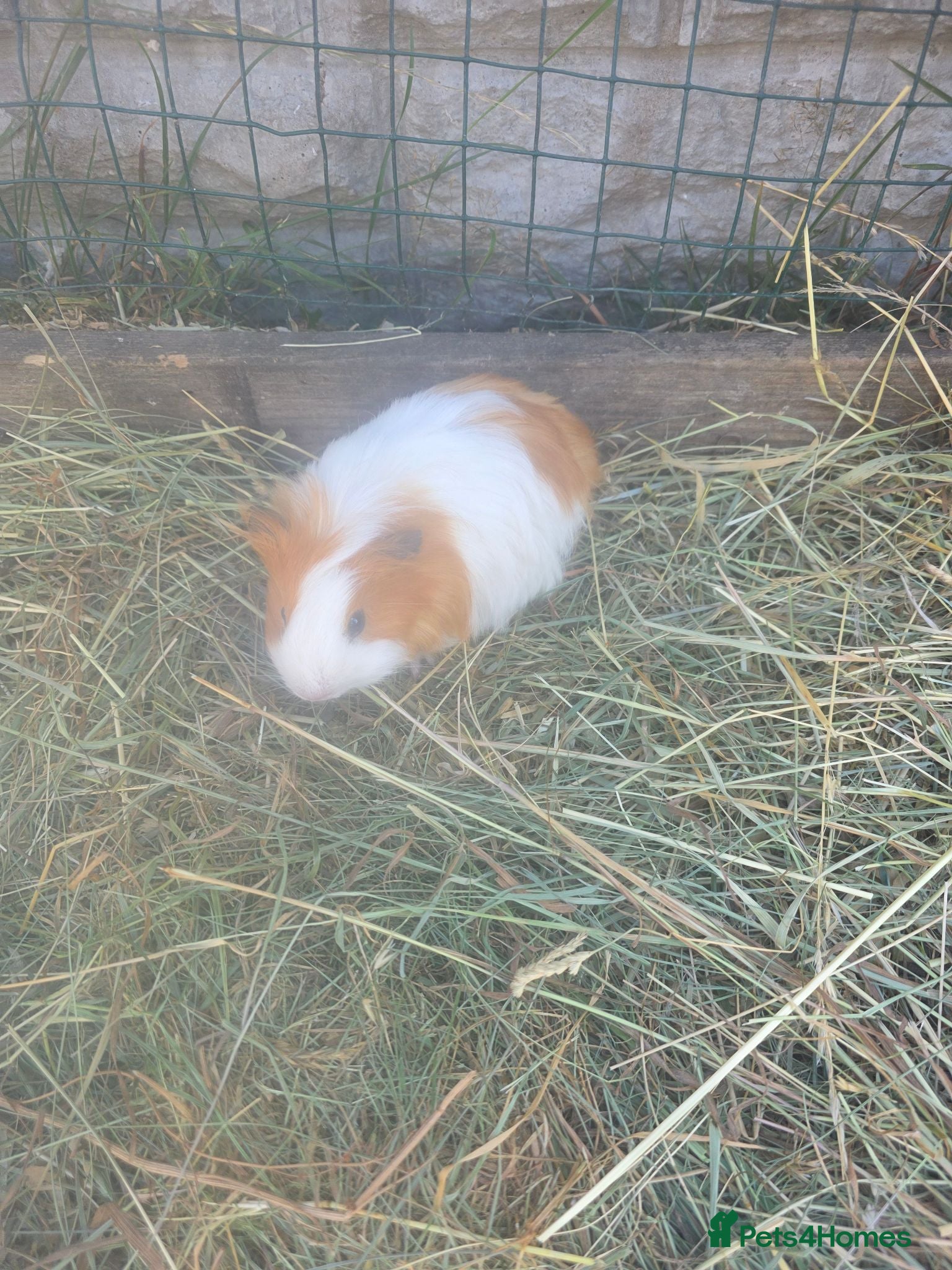 Guinea Pig rodents Male Guinea pigs - Advert 14