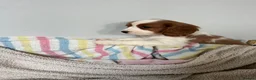 Cavalier King Charles Spaniel dogs for sale: Beautiful Cavalier King Charles Spaniel puppies - Advert 11