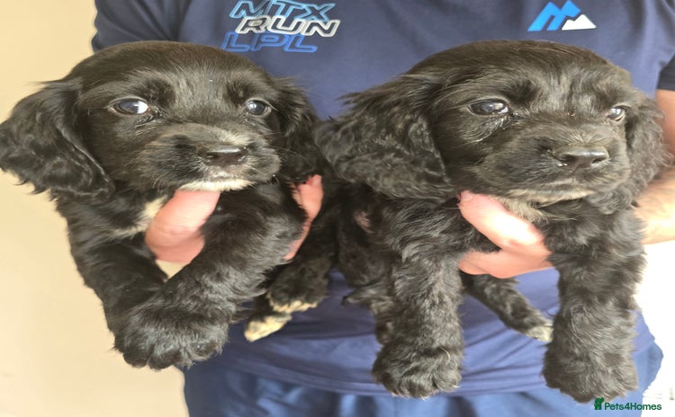 Cocker Spaniel dogs - Advert 6