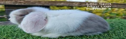 Mini Lop rabbits for sale: Various Mini Lip youngsters females  - Advert 2