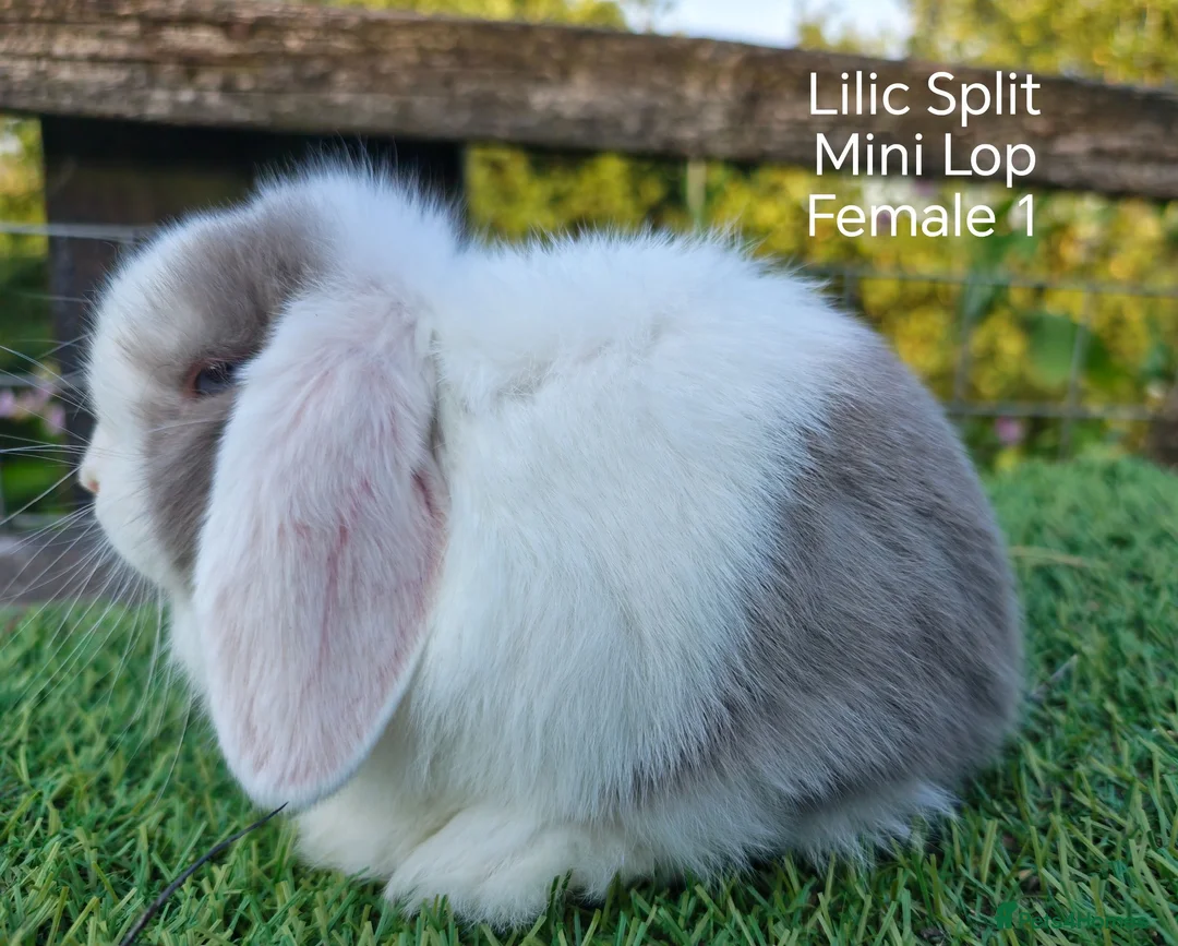 Mini Lop rabbits for sale: Various Mini Lip youngsters females  - Advert 2