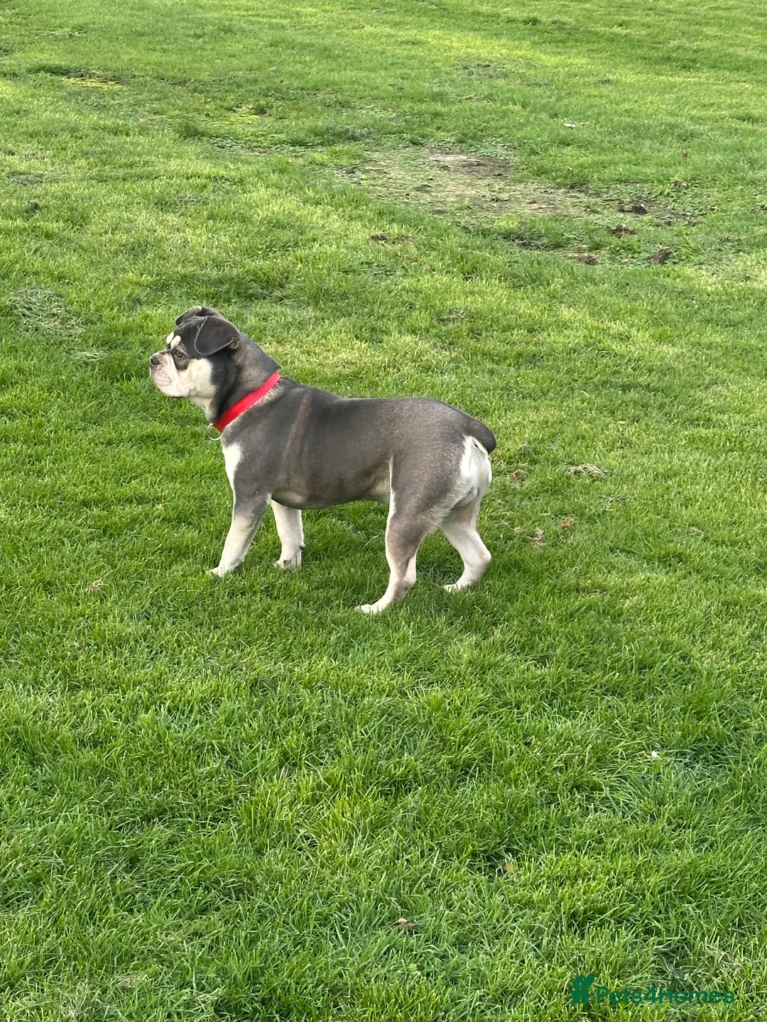 French Bulldog dogs for sale: Stunning French Bulldog 🧬 1 year old  - Advert 7