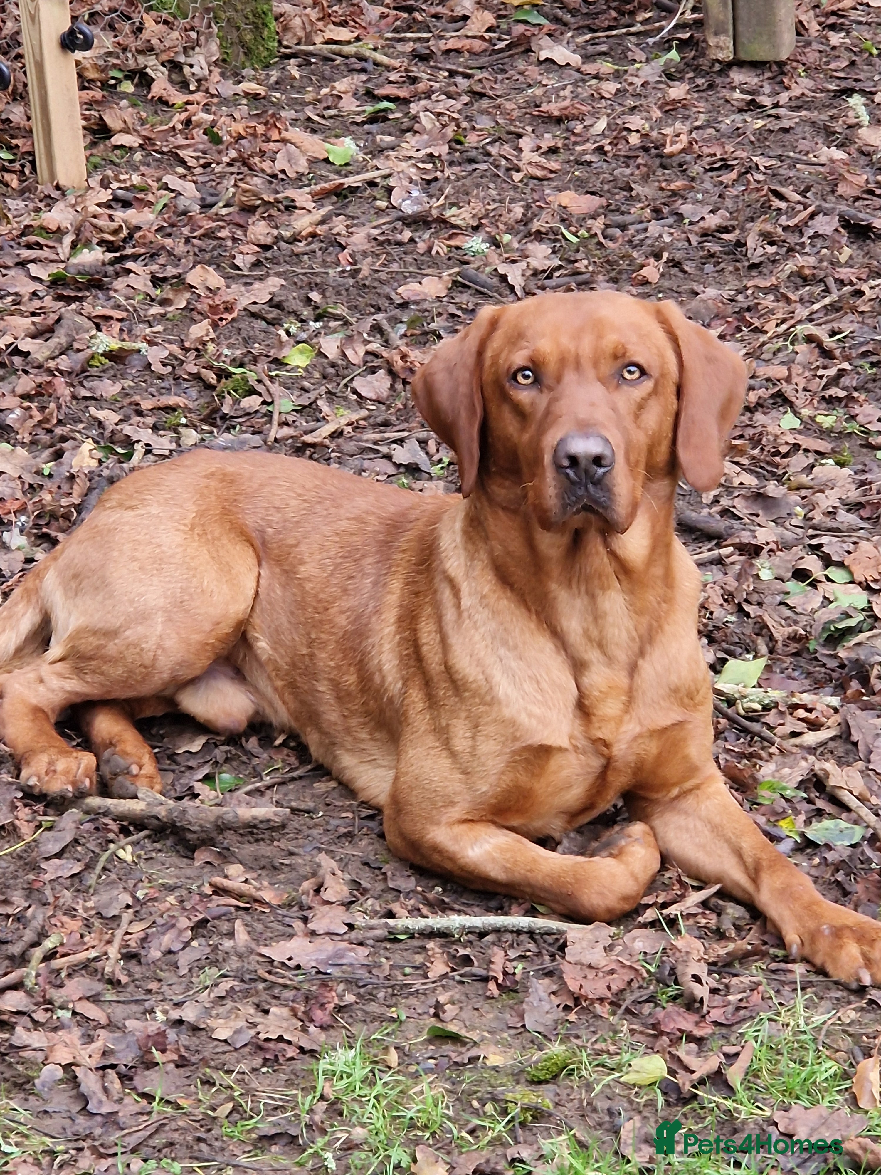 Labrador Retriever dogs Stunning Fox Red Labrador at stud  in Gloucester - Advert 2