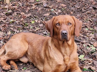 Labrador Retriever dogs in Gloucester - Advert 13