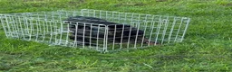 Chickens poultry for sale: Pair of brahmas - Advert 19