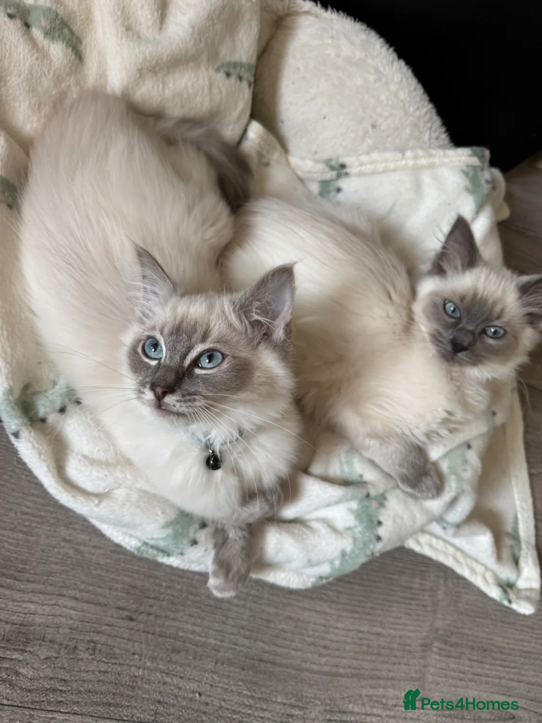Ragdoll cats for sale: 2 x ragdoll kittens - to stay together only. in Hull - Advert 3