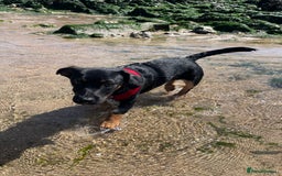 Jack Russell dogs for sale: Duke 7 month old Jack russell  - Advert 1