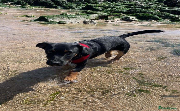 Jack Russell dogs Duke 7 month old Jack russell  - Advert 8