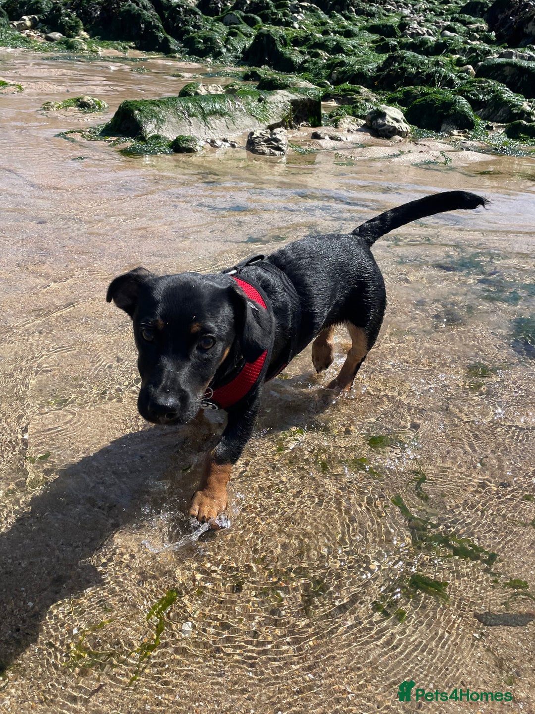 Jack Russell dogs for sale: Duke 7 month old Jack russell  - Advert 1