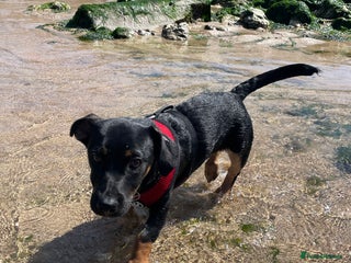 Jack Russell dogs Duke 7 month old Jack russell - Advert 1