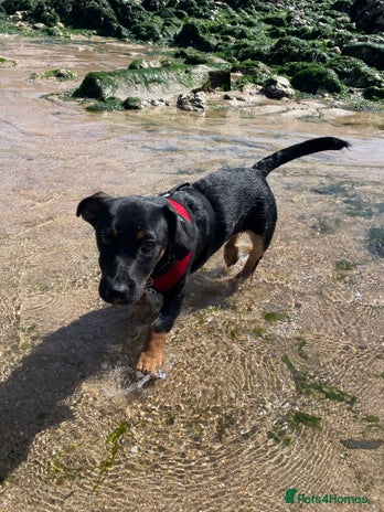 Jack Russell dogs Duke 7 month old Jack russell - Advert 1