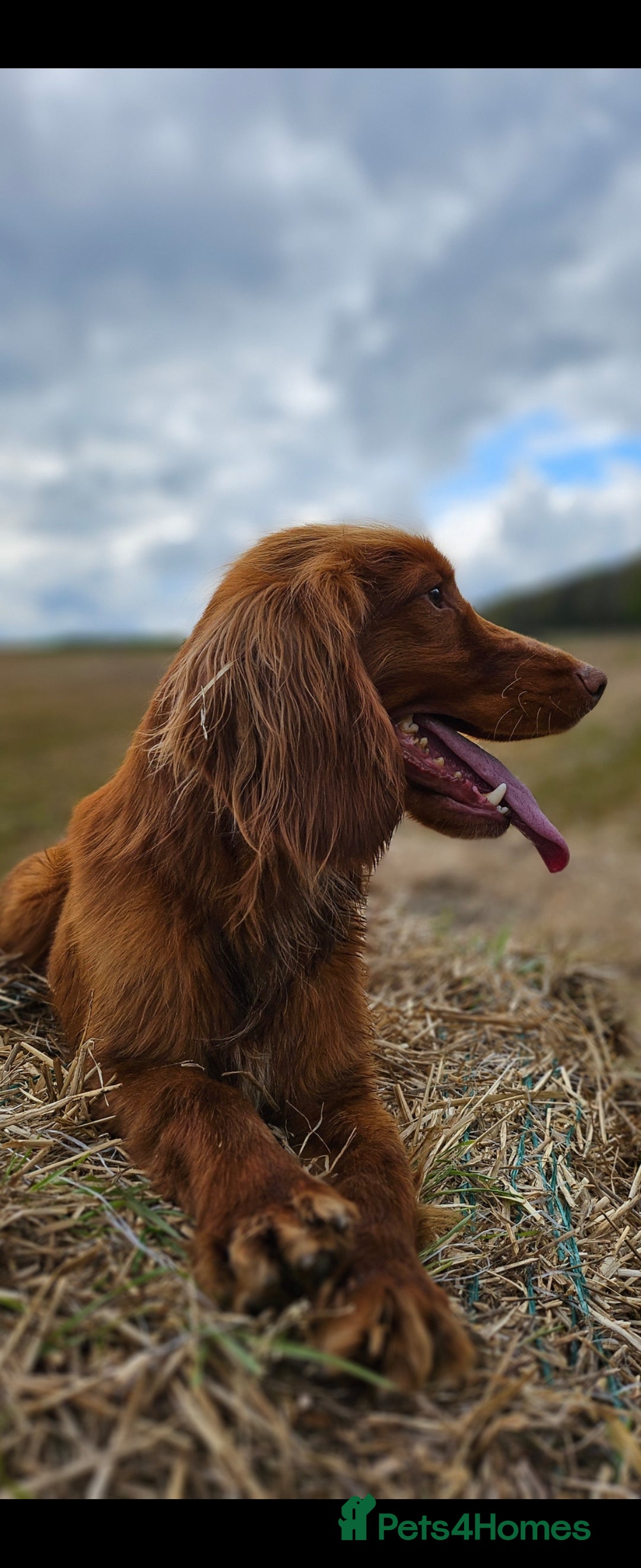 Cocker Spaniel dogs for sale: Health tested working cocker spaniels  - Image 25