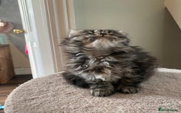 Persian cats for sale: Half Persian Ragdoll Kottens  - Image 2