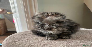 Persian cats - Advert 5