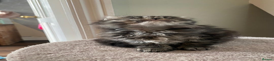 Persian Kitten 5