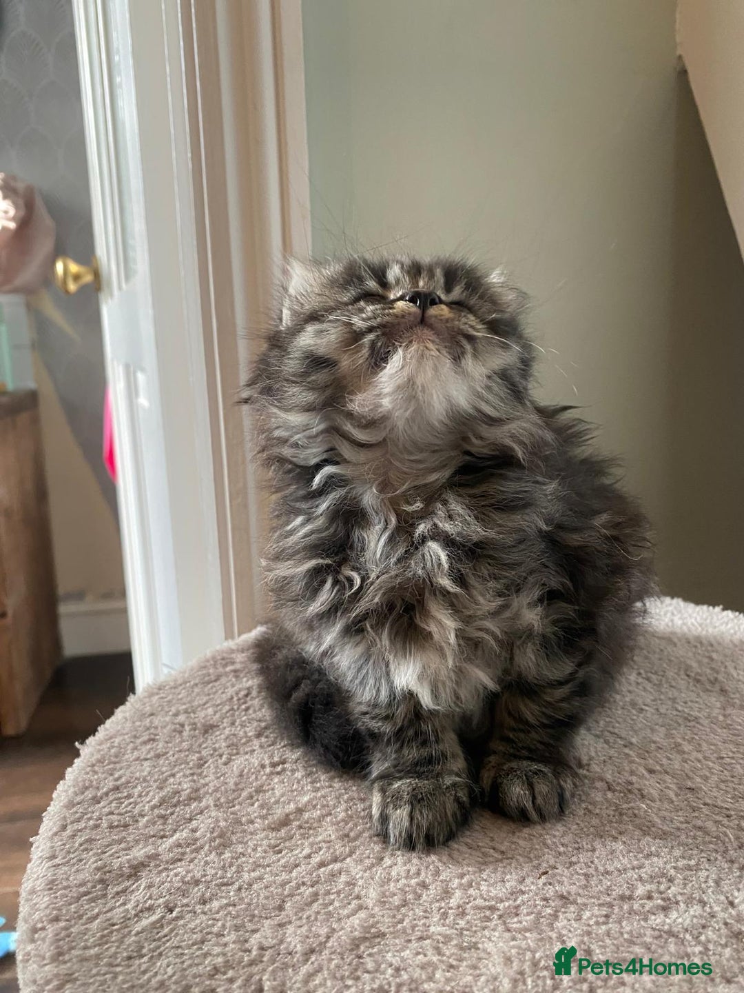 Persian cats for sale: Half Persian Ragdoll Kottens  - Image 2
