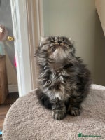 Persian cats - Advert 5