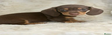 Miniature Dachshund 2