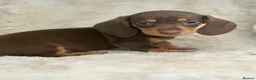 Miniature Dachshund dogs for sale: Beautiful mini smooth dachshund puppies - Advert 18